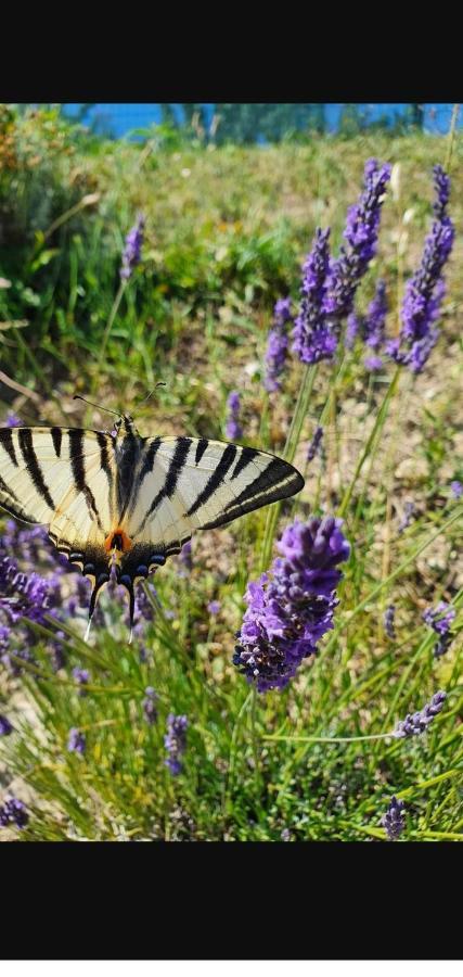 Gite Les Trois Abeilles Bésignan 外观 照片
